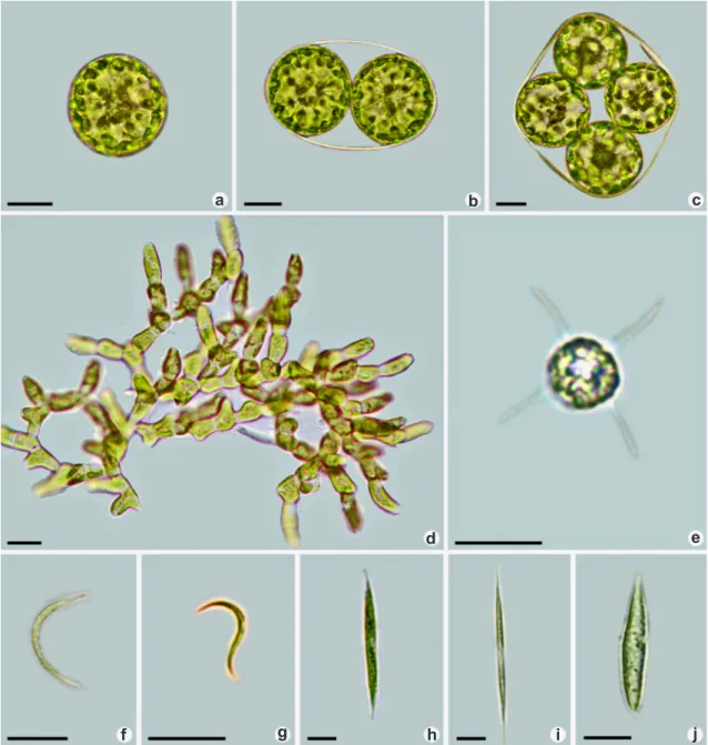 Figure 3 – a-c. Eremosphaera viridis; d. Gongrosira papuasica; e. Lagerheimia chodatii; f