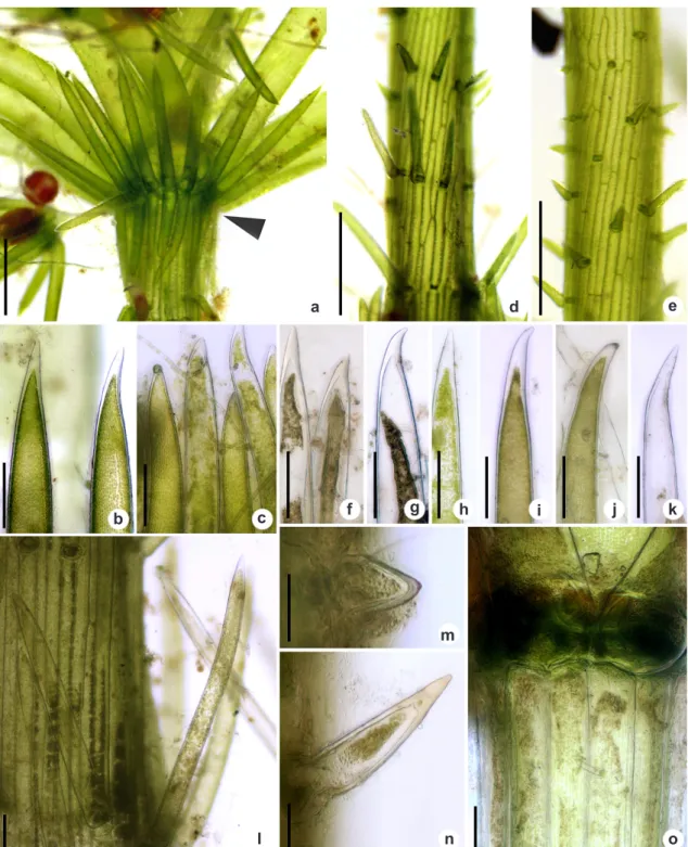 Figura 3 – a-o. Chara diaphana – a. estipulóides diplostéfanos (seta); b. estipulóides superiores com ápices  acuminados; c