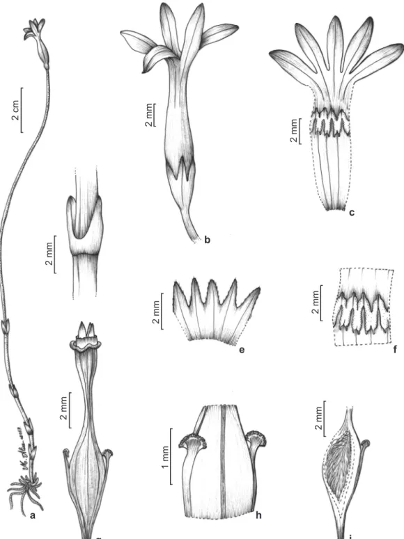 Figura 2 – a-i. Voyria alvesiana – a. hábito; b. flor em vista lateral; c. corola aberta, mostrando androceu; d