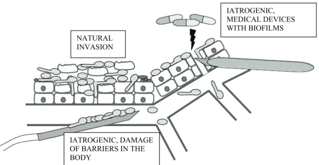 Figure 1. Candida albicans may enter the bloodstream by direct penetration from epithelial  tissues (natural invasion), due to damage of barriers in the body or may spread from  biofilms produced on medical devices (iatrogenic invasion)
