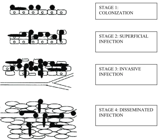 Figure 2 – Stages of infection by natural invasion. Adapted from Naglik et al., (2003)