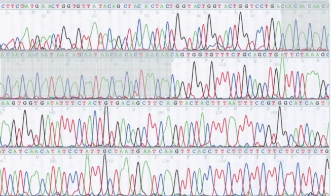 Figure 5. Partial sequence of IFF8 gene from strain HSJ155 showing the repetitive region  composed of AAC units