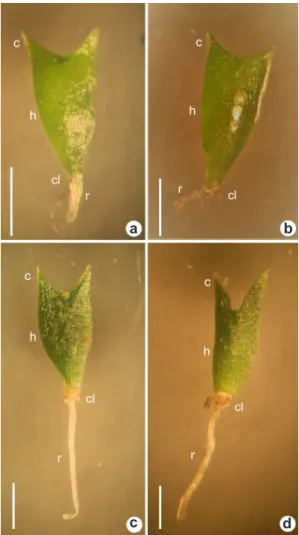 Figura 5 –  Plântulas germinadas em agar – a-b. 