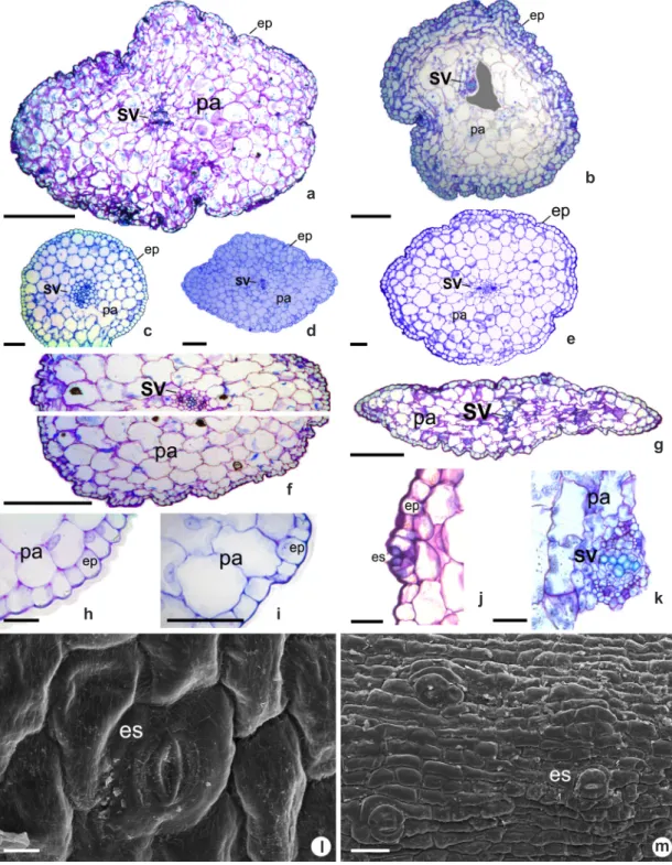 Figura 6 – a-k. Secções transversais de hipocótilo, em microscopia óptica; l-m. vista frontal em microscopia eletrônica  de varredura