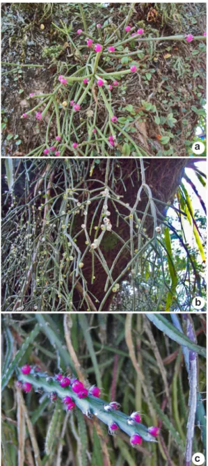 Figura 1 – Indivíduos adultos com frutos em ambiente  natural – a.  Rhipsalis neves-armondii K