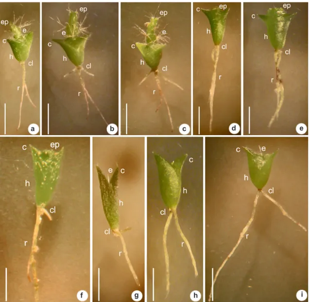 Figura 4 –  Plântulas germinadas em água – a-c.  Rhipsalis neves-armondii; d-f. Rhipsalis teres;  g-i