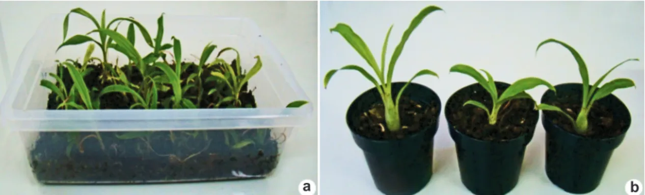 Figure 5   –  a.  Catasetum macrocarpum plants at the first acclimatization phase (plastic containers 10 cm height ×  19 cm width × 29 cm length); b