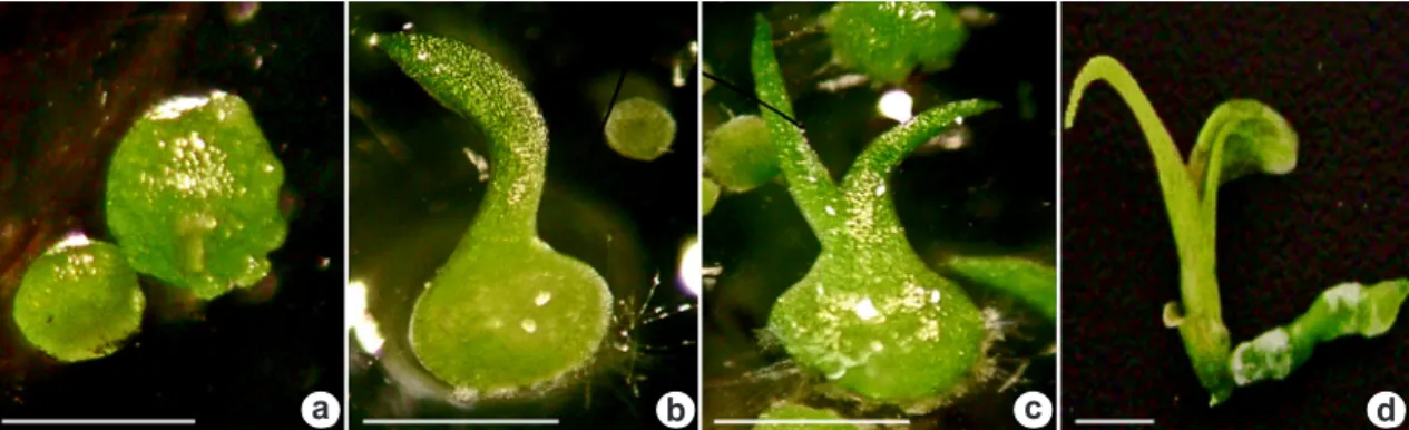 Figure 2 shows the four developmental stages used  to analyze protocorm development of Catasetum  macrocarpum from seed germination in vitro (as  previously described).