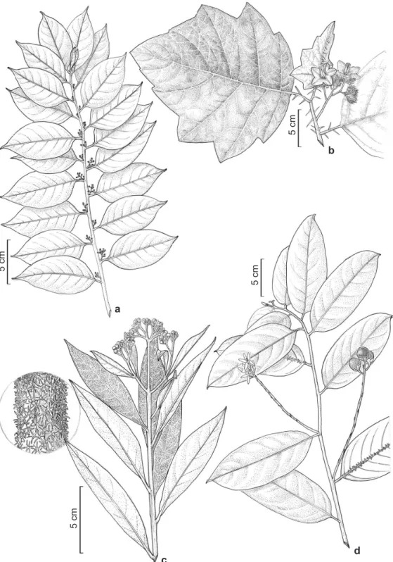 Figura 1 – a. Cestrum latifolium – hábito e inflorescências. b. Solanum acanthodes – detalhe de porção apical do  ramo