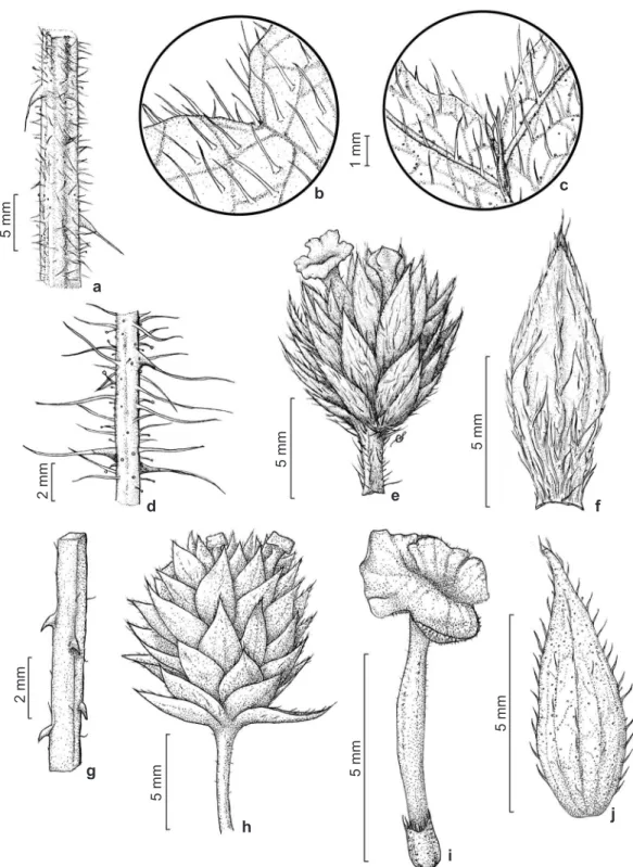 Figura 1 – a-f. Lantana hirsuta subsp. amazonica – a. ramo; b. detalhe da face adaxial da lâmina foliar; c
