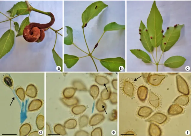 Figura 3 – a-c. Formação de galhas e tumores em folíolos de Handroanthus vellosoi por Prospodium tecomicola; 