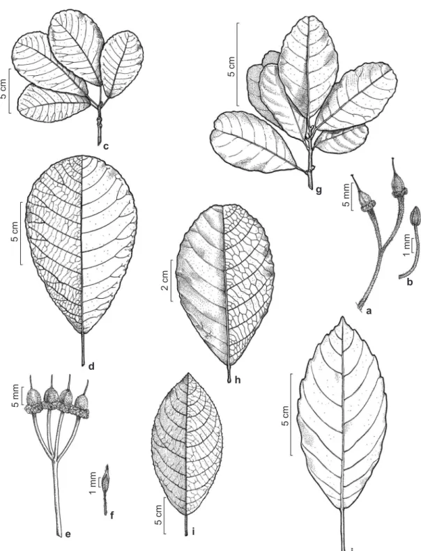 Figura 1 – a-b. Sloanea eichleri – a. inflorescência; b. estame. c-f. Sloanea grandis – c