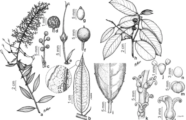 Figura 4 – a-g. Mabea angustifolia – a. ramo com inflorescência; b. detalhe da folha; c