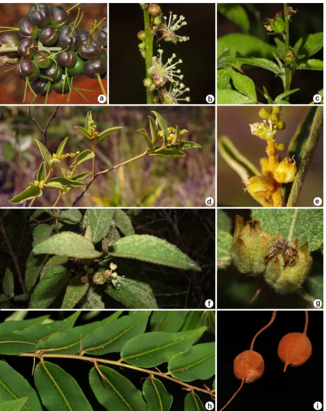 Figura 5 – a. Alchornea discolor – fruto. b-c. Astraea paulina – b. flor estaminada; c