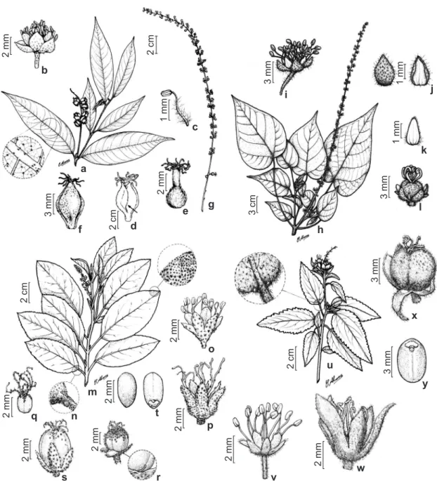 Figura 2 – a-g. Croton cajucara – a. ramo e detalhe da face abaxial da folha; b. flor estaminada; c