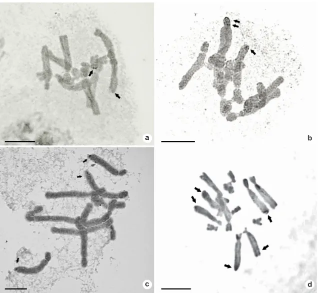 Figure 2 – Silver-stained somatic metaphases of Aloe: two AgNORs in (a-b) Aloe dichotoma; three AgNORs in (c)  A