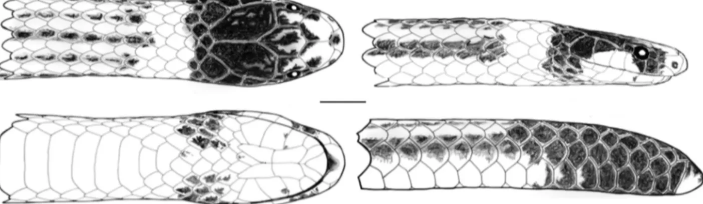 Figure 1. Line drawings from holotype of Apostolepis kikoi sp. nov. (MCP 12096) from the reservoir of Manso hydroelectrical power plant,  Chapada dos Guimarães, Mato Grosso, Brazil