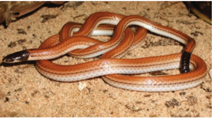 Figure 9. Apostolepis assimilis. A specimen deposited at the  Universidade Federal de Mato Grosso (UFMT-R 11088) from district  of São Vicente, Santo Antonio do Leverger, Mato Grosso, Brazil  (photo by Christine Strüssmann).