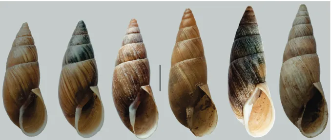 Figure 1. Shell morphology of Ventania avellanedae: general view showing shell variability and teleoconch striation