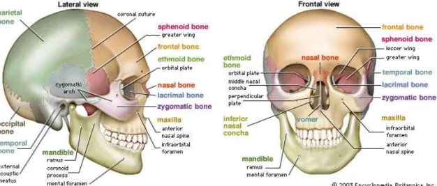 Figura 2.1 – Vista anterior e lateral de crânio humano. Fonte: Editors of Encyclopaedia Britannica, (2003)