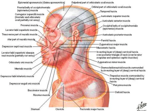 Figura 2.2 – Vista lateral dos músculos da zona cabeça e pescoço. Fonte: Sumdili, (2014)