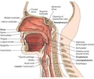 Figura 2.3 – Órgãos dos sistemas respiratório e digestivo na zona de cabeça e pescoço