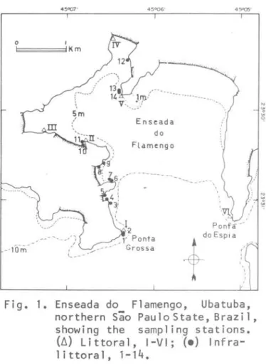 Fig.  1.  Enseada  do  Flamengo,  Ubatuba,  northern  são  Paulo State, Brazi  1,  showing  the  sampling  stations