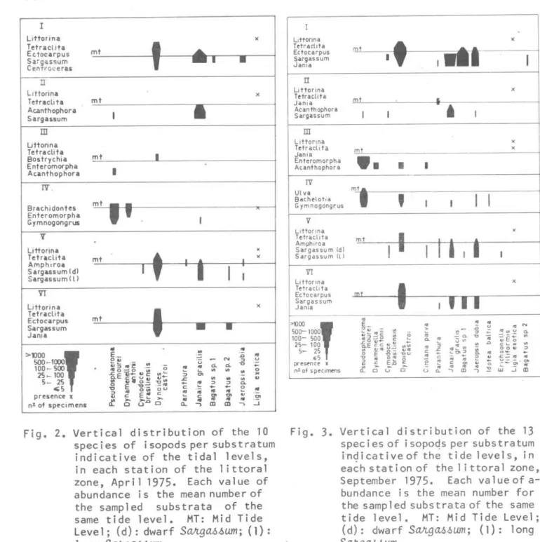 Fig.  2.  Vertical  distribution  of  the  10  species  of  isopods per substratum  indicative  of  the  tidal  leveIs,  in  each  station  of  the  littoral  zone,  Apri11975
