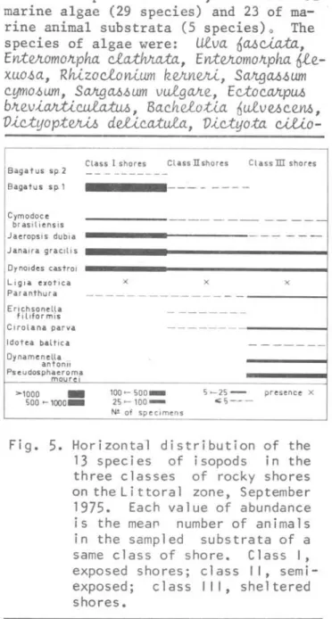 Fig.  5.  Horizontal  distribution  of  the  13  species  of  isopods  in  the  three  classes  of  rocky  shores  on  the L i ttora I  zone,  September  1975
