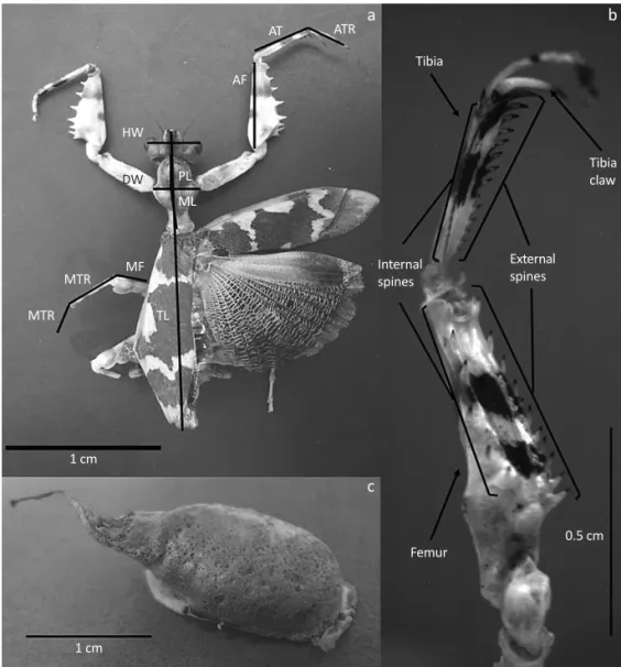 Fig 1  Callibia diana . a) Adult female,  indicating the structures measured  for the morphometric analysis (ATR 