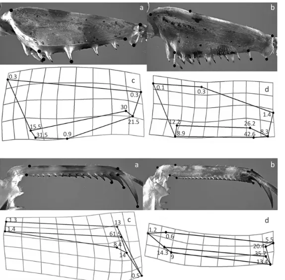 Fig 6 Shape changes of the anterior  tibia during  Callibia diana  ontogeny. 