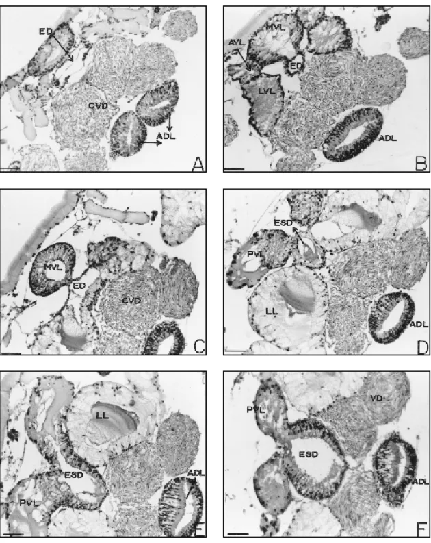 Fig. 4 A-J — Sequence of transversal histological sections through the male accessory gland complex of Boophilus microplus, showing the discharge of the different lobes into the excretory-secretory duct (D-H) of postero-v entral lobe or into the ejaculator