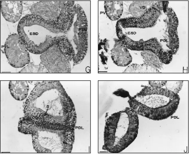 Fig. 4 A-J  (cont. ) — Sequence of transv ersal histological sections through the male accessory gland complex of Boophi- Boophi-lus micropBoophi-lus, showing the discharge of the different lobes into the excretory-secretory duct (D-H) of postero-ventral l
