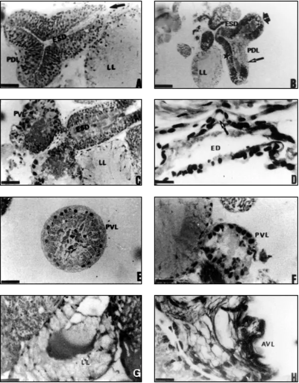 Fig. 5A-H — Histological sections of the different lobes of the accessory sex gland of Boophilus microplus