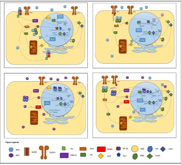 Figura  1.7 Ação  hipotética  de  BPA  e  MPA  e  as  vias  moleculares  em  células  MCF-10A