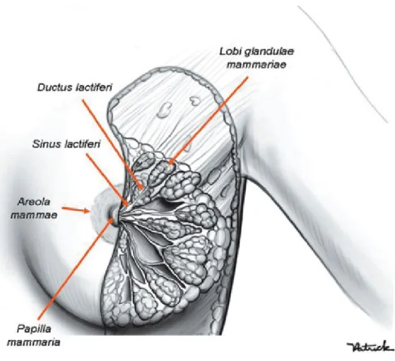 Figura 1 - Anatomia da mama 