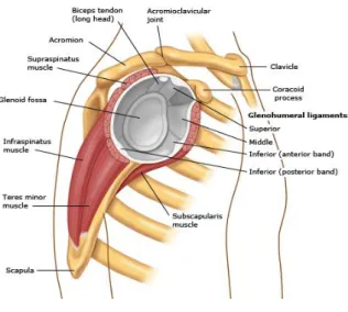 Figure 1. Rotator cuff anatomy: (a) Anterior view, (b) Posterior view, (c) Lateral view