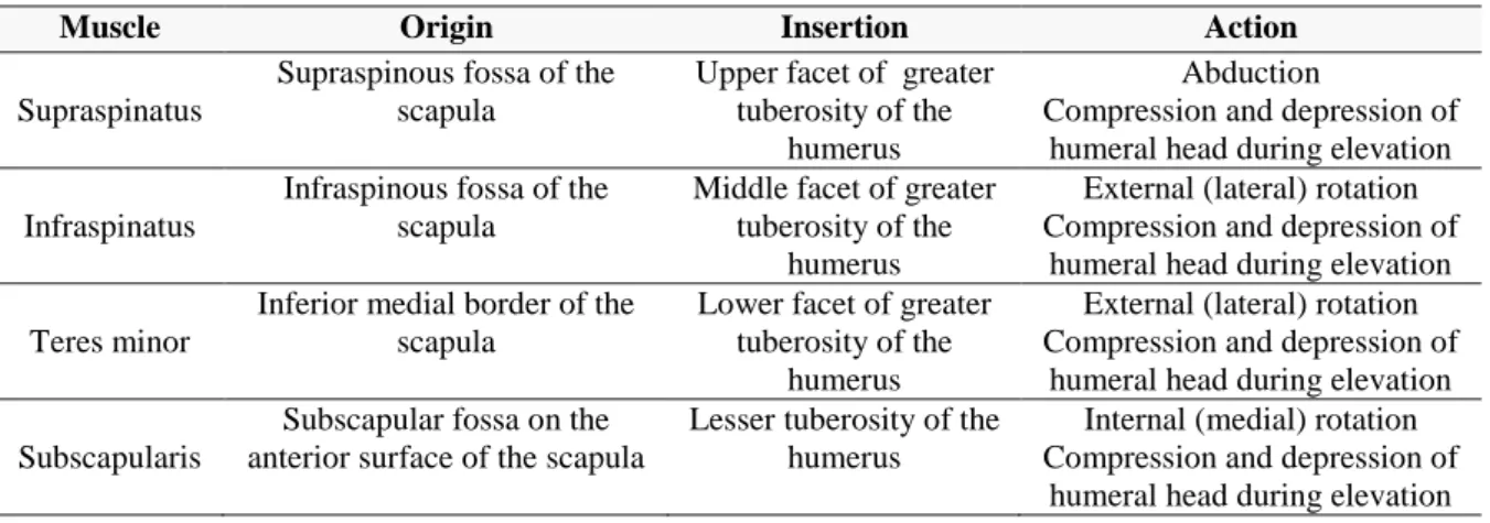 Table 1 summarizes the main functions of the rotator cuff, in glenohumeral motion and  stability