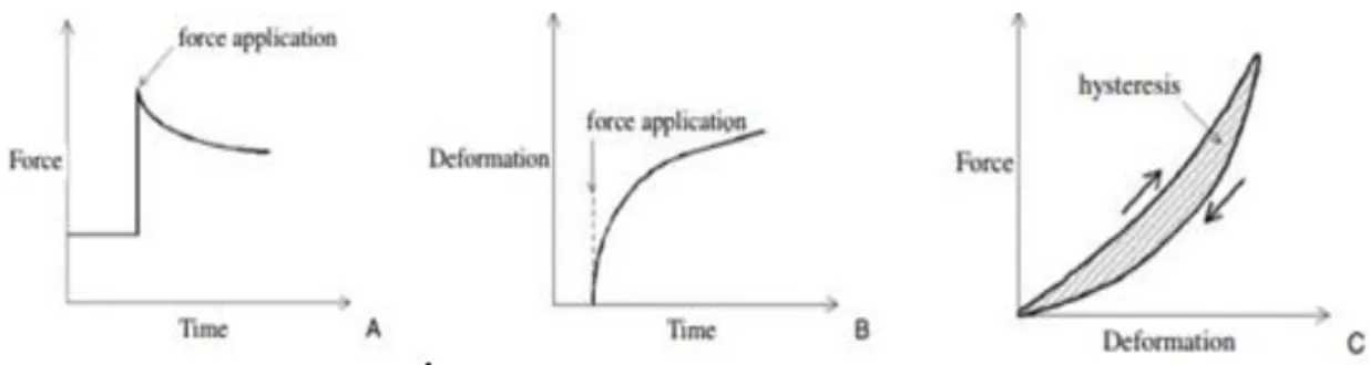 Figure 14. (A) Typical force-relaxation curve in a tendon. -  the force required to cause a given deformation  decreases over time