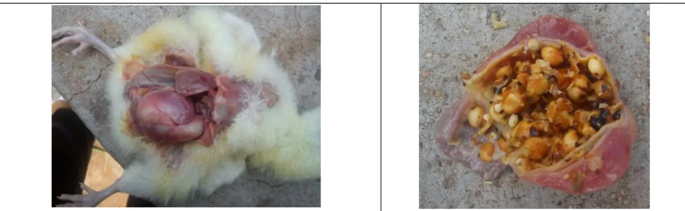 Figura 2- Sequência da necropsia da moela de pintinhos de frangos de corte na primeira semana de alojamento alimentados  com ração à base de sorgo grão inteiro