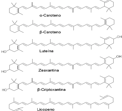 Figura 3.1- Estrutura química dos principais carotenoides presente nos alimentos e no plasma  humano (adaptado de http://en.citizendium.org/wiki/Lycopene).