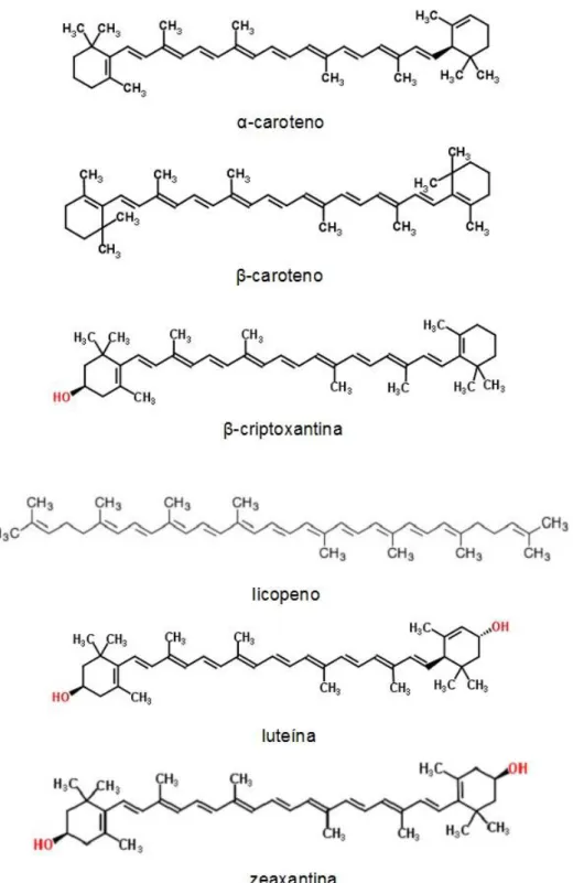 Figura 1 – Estrutura química dos principais carotenoides existentes nos alimentos e no plasma  humano (adaptado de http://www.chemspider.com/) 