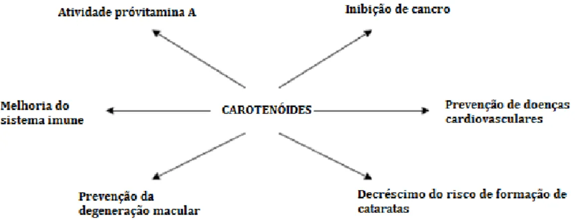 Figura 2 – Principais ações biológicas dos carotenoides (adaptado de Rodriguez-Amaya, 1997) 