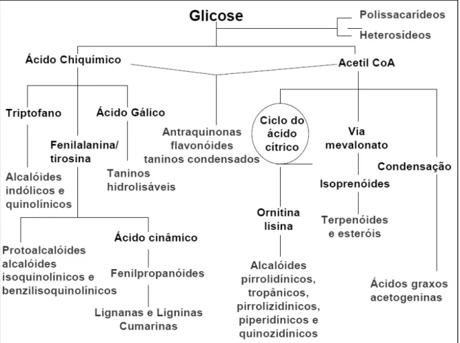 Figura 2 -  Esquema das vias do metabolismo secundário de plantas .  Fonte: Simões (2003)