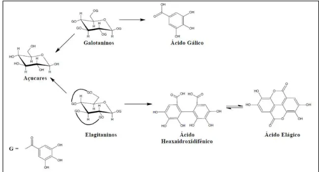 Figura 9: Esquema da hidrólise dos taninos: galactoninos produzem ácido gálico após  hidrólise; e elagitaninos produzem ácido elágico após hidrólise