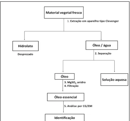 Figura  28:  Fluxograma  de  trabalho  utilizado  na  extração  e  identificação  dos  óleos  essenciais