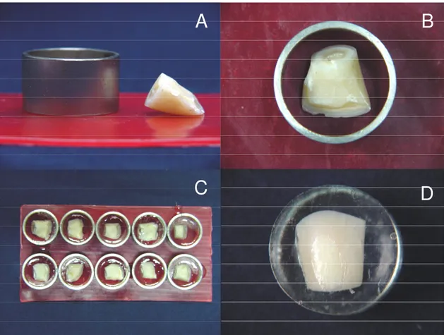 Figura 1: Obtenção das amostras e inclusão das coroas de dentes bovinos.  