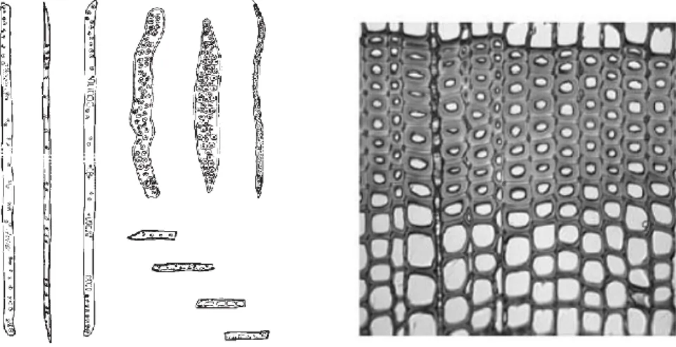 Figura 3 – (à esq) Representação esquemática de fibras de resinosas, incluindo traqueídos e  parênquima; (à dir) seção transversal de uma resinosa (neste caso, do género Pinus)