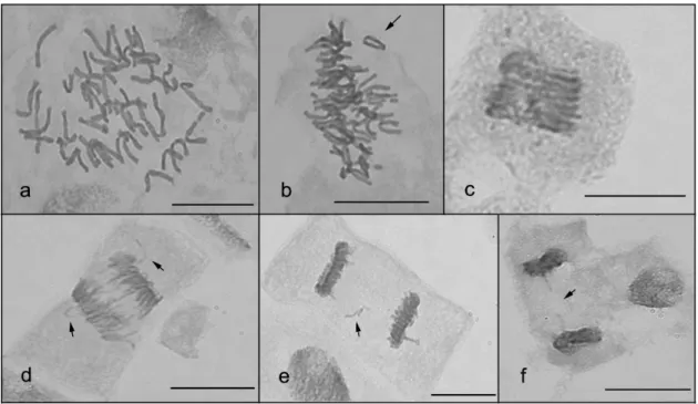 Figure  5.  Mitotic  spindle  and  chromosomal  irregularities  observed  in  dividing  root-tip  cells  of  bread  wheat 