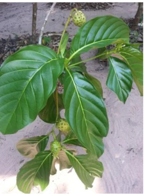 Figura 1: Morinda citrifolia L. Fonte: Horto de Plantas Medicinais da EMBRAPA